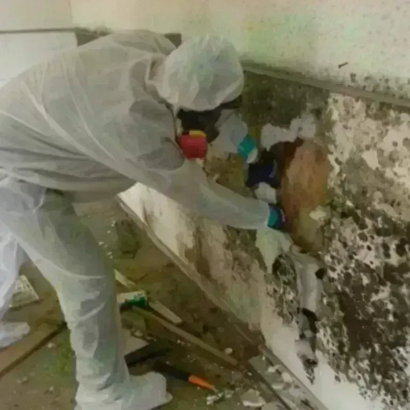 Mold Remediation and Removal in Salem, OH